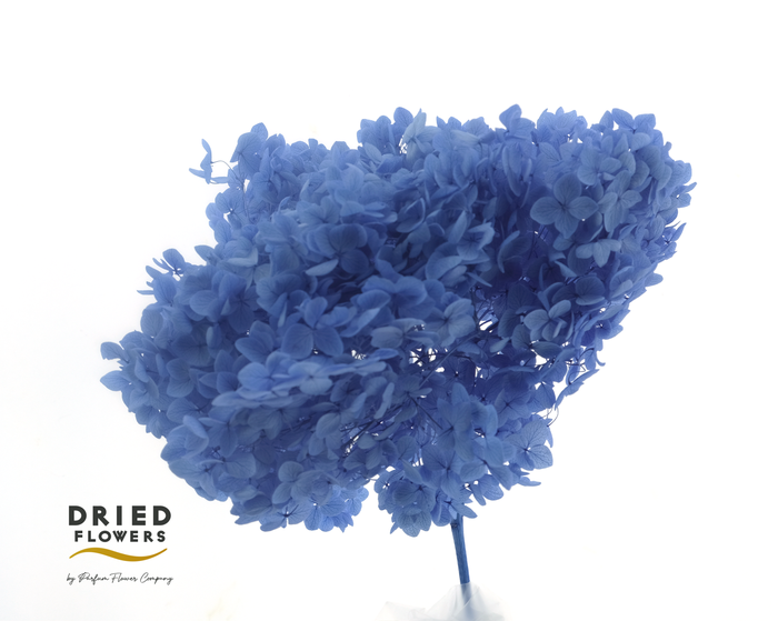 <h4>Hydrangea Anna Preserved Dark Blue</h4>