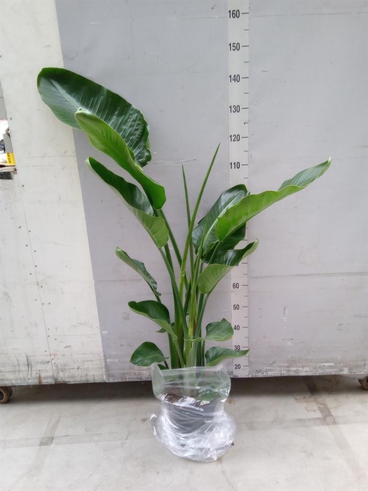 <h4>Strelitzia nicolai</h4>
