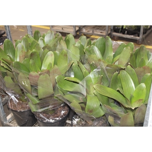 BROMELIA IMPERIAL P27 VERDE/VERMELHO
