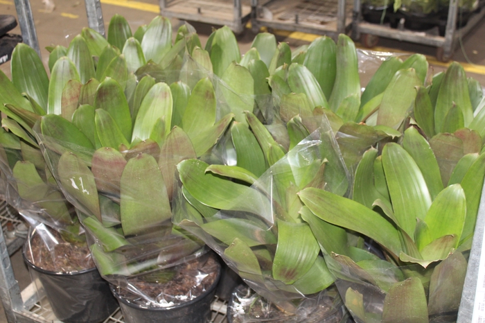 <h4>BROMELIA IMPERIAL P27 VERDE/VERMELHO</h4>
