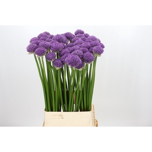 Allium Gladiator