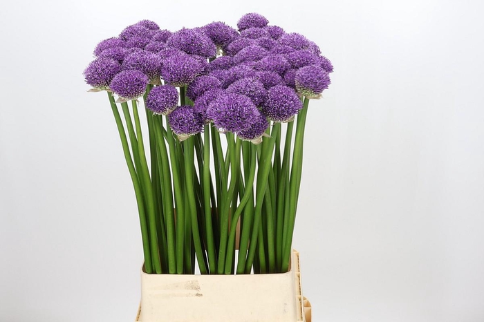 <h4>Allium Gladiator</h4>