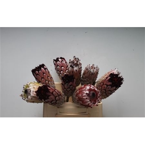 Protea Didi No Leaves