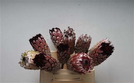 <h4>Protea Didi No Leaves</h4>