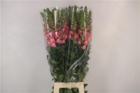 <h4>Antirrhinum It. Pink</h4>