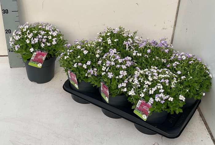 <h4>AUBR GRACILIS</h4>