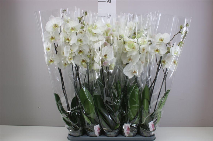 <h4>Phal Wit 2 Tak A2</h4>