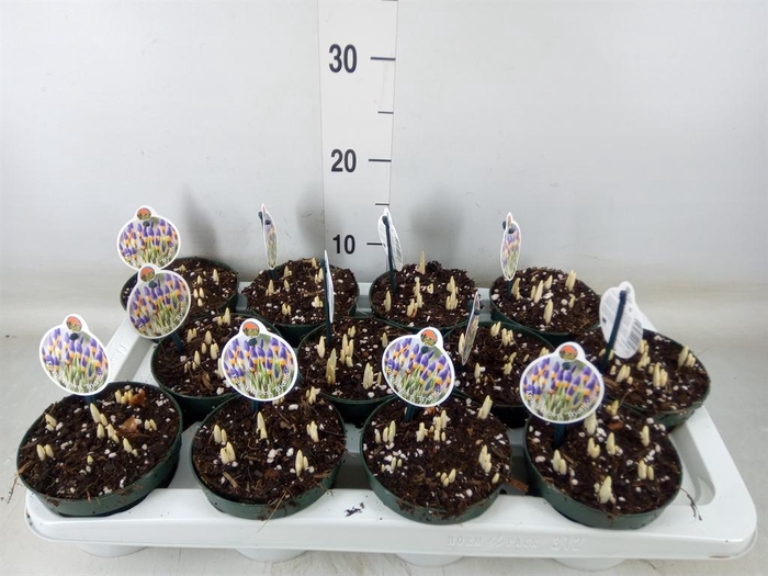 <h4>Crocus   ...in pot</h4>