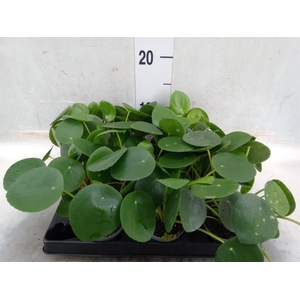 Pilea peperomoides