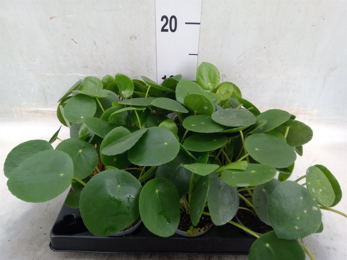 <h4>Pilea peperomoides</h4>