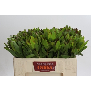 Leucadendron Goldstrike