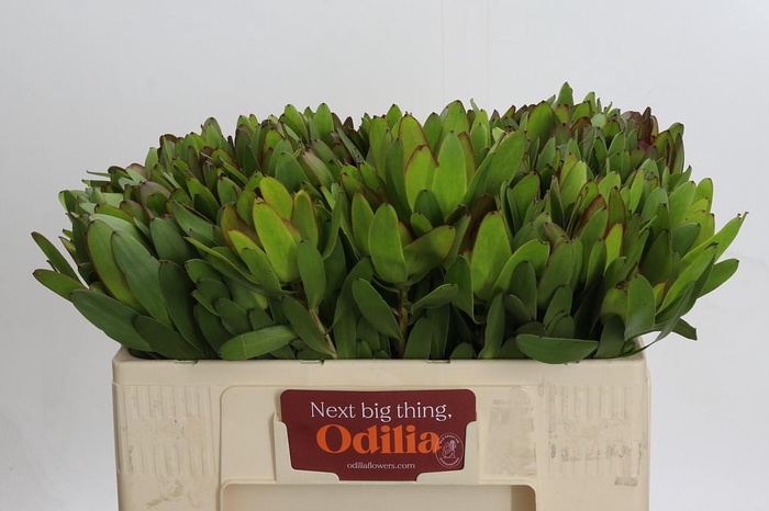 <h4>Leucadendron Goldstrike</h4>