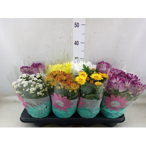 Chrysanthemum   ..mix 7
