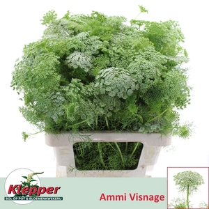 AMMI VIS CASABLANCA
