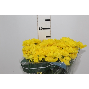 CRIS ORLINA 080 CM