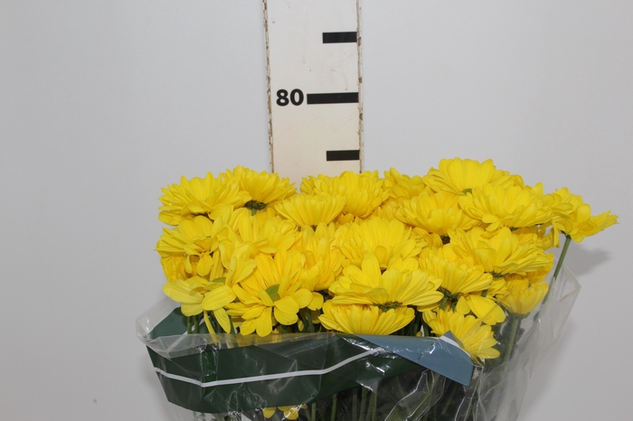<h4>CRIS ORLINA 080 CM</h4>