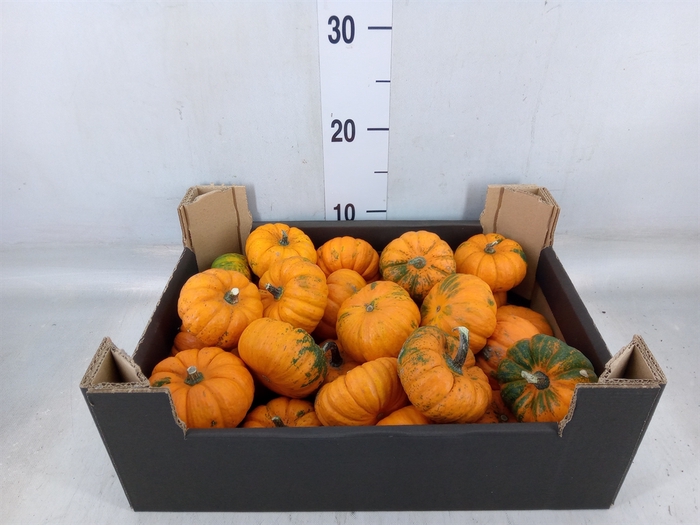 <h4>Cucurbita</h4>