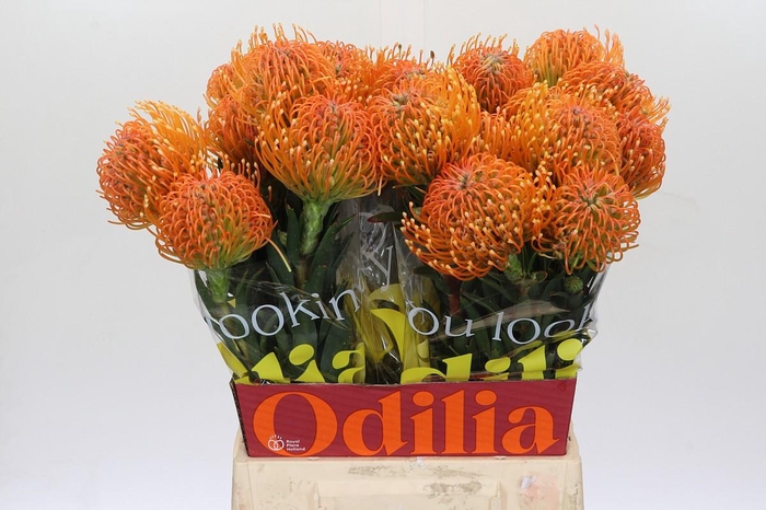 <h4>Nutans Ayoba Peach</h4>