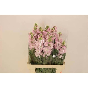 MATTH IRON CHERRY BL