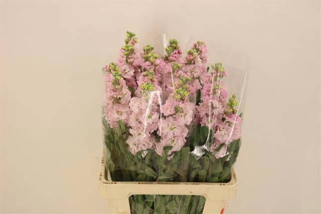 <h4>MATTH IRON CHERRY BL</h4>