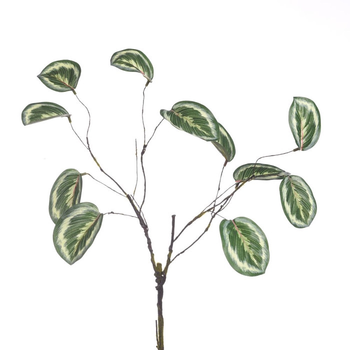 <h4>Af Calathea Leaves L75cm Varig</h4>