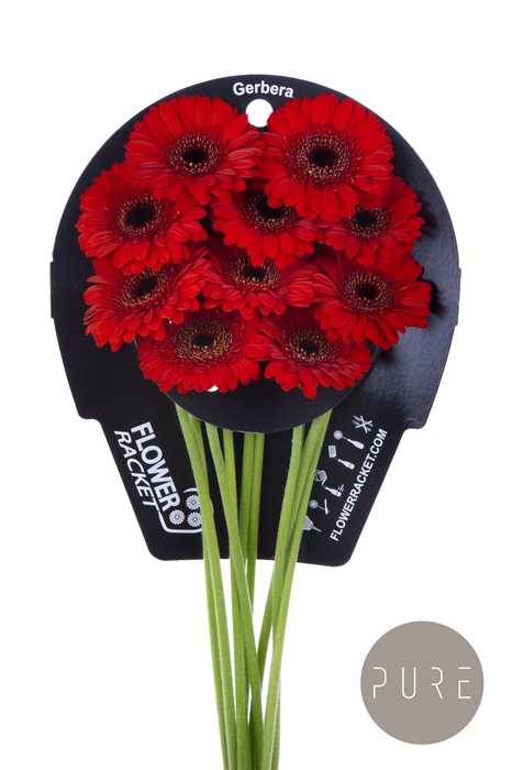 <h4>Germini Nirvana Flowerracket</h4>