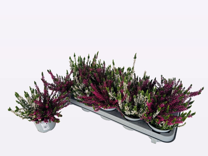 <h4>CALLU WIBOS TWIN</h4>