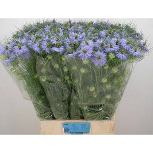 NIGE D CLOU LAVENDER