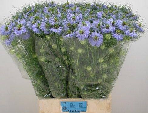 <h4>NIGE D CLOU LAVENDER</h4>