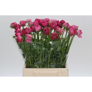 Ranunculus Elegance Hot Pink