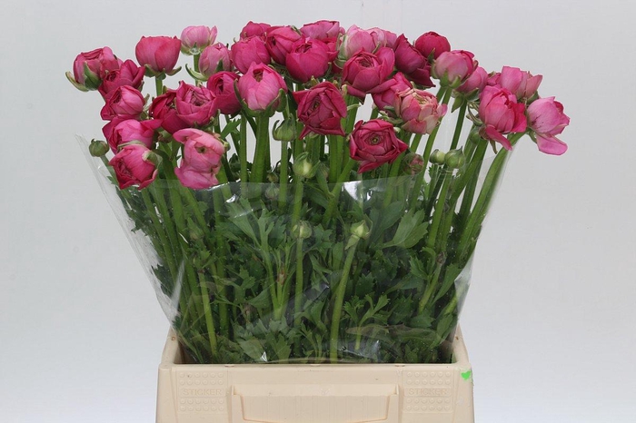 <h4>Ranunculus Elegance Hot Pink</h4>