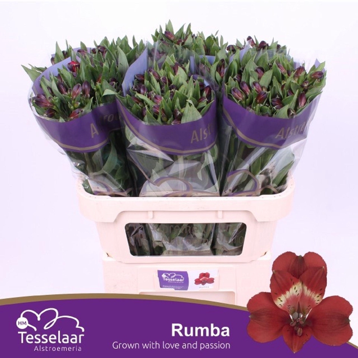 <h4>Alstr Rumba</h4>