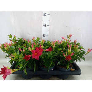 Mandevilla  'Sundavil Red'