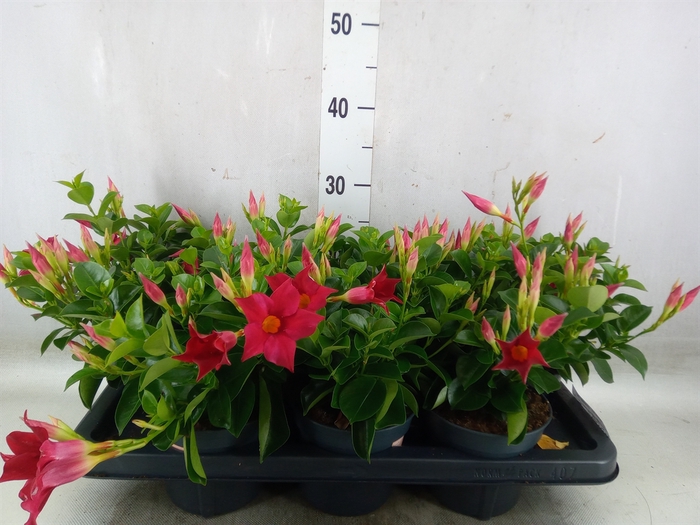 <h4>Mandevilla  'Sundavil Red'</h4>