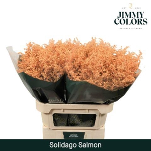 Solidago L80 Salmon