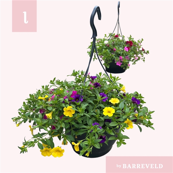 <h4>Calibrachoa Trixi Tricolore</h4>