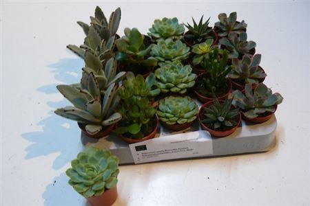 <h4>Succ Gem 6 Srt</h4>