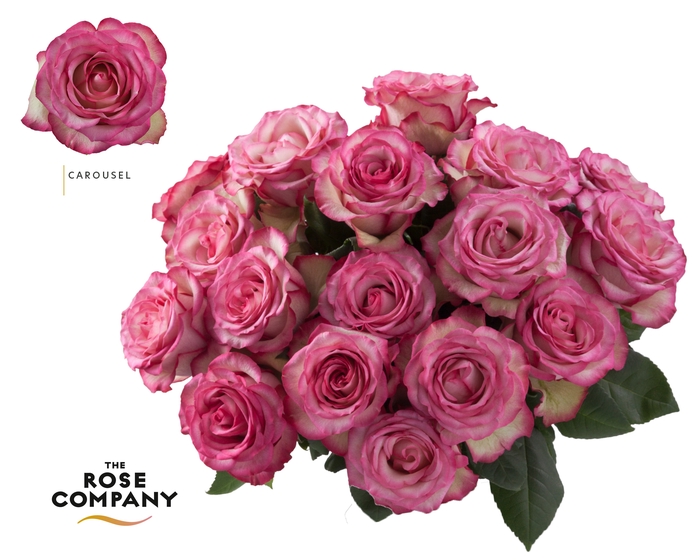 <h4>Rosa Ec Carousel</h4>