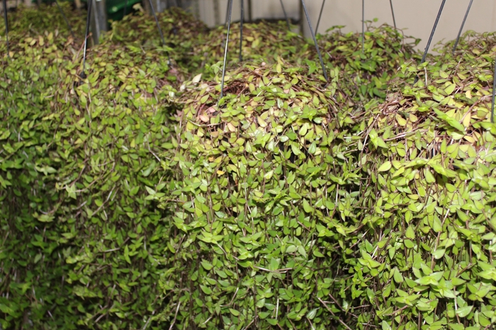 <h4>CALLISIA C21</h4>