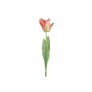 AF Tulip Parrot L69cm Pink