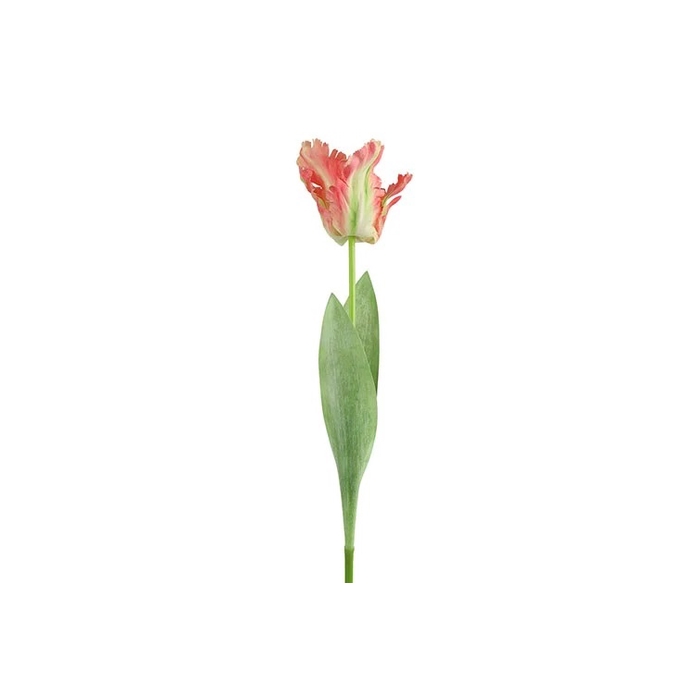<h4>Af Tulip Parrot L69cm Pink</h4>