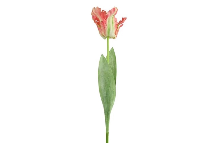 Af Tulip Parrot L69cm Pink
