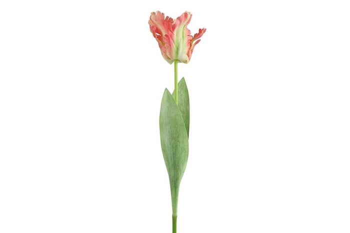 <h4>AF Tulip Parrot L69cm Pink</h4>
