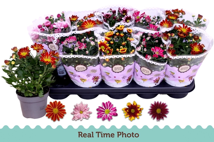 arr8 Chrys Gem 2 Kl Bloem