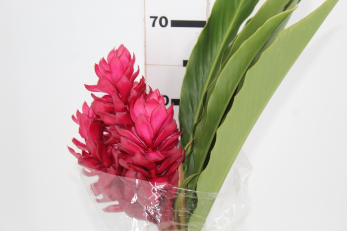 <h4>ALPINIA PURPURATA VERMELHA 070 CM</h4>