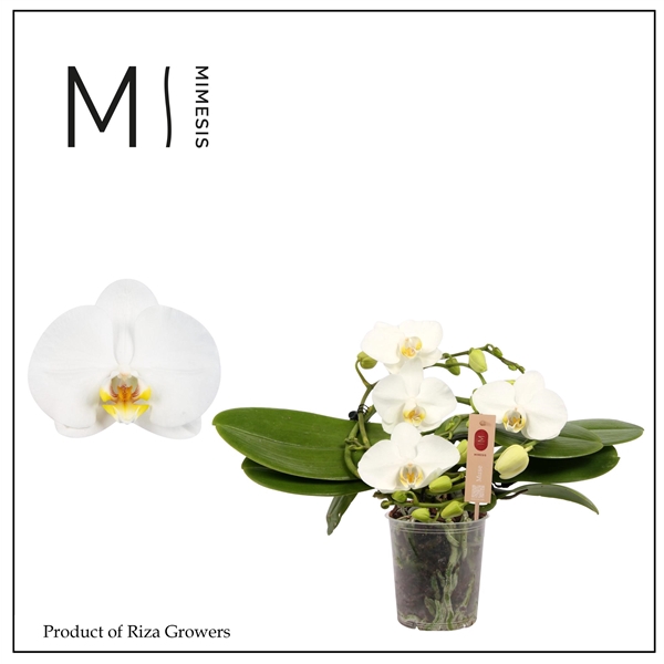 <h4>Mimesis Phal. Muse White - 25+ flowers 12cm</h4>