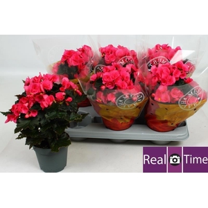 BEG HL ADONIA PINK