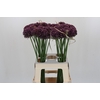 Allium Purple Mystery