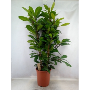 Ficus cyathistipula