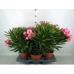 Nerium oleander   ...